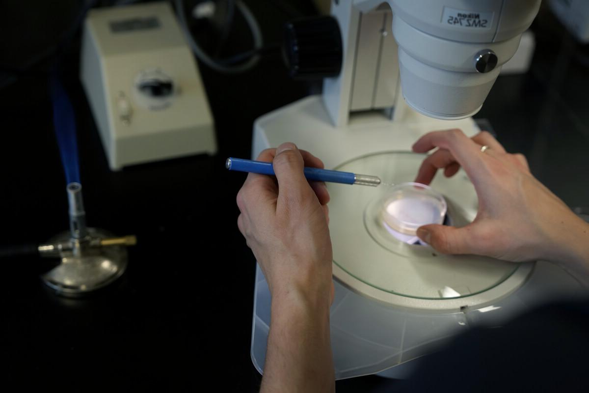 显微镜下，在培养皿中使用工具的人的手特写